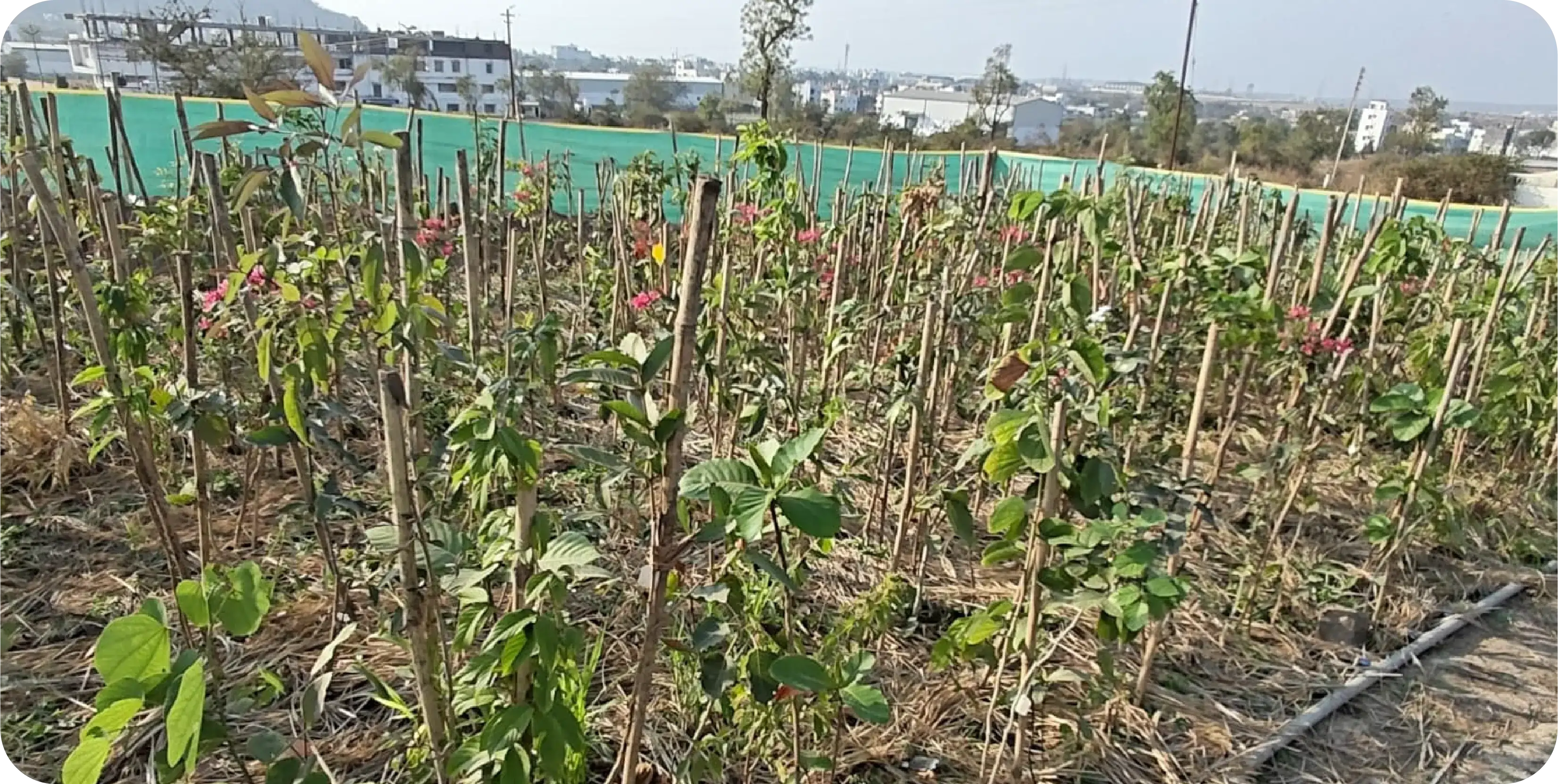Dense Miyawaki plantation growth showing healthy native saplings across the restored site